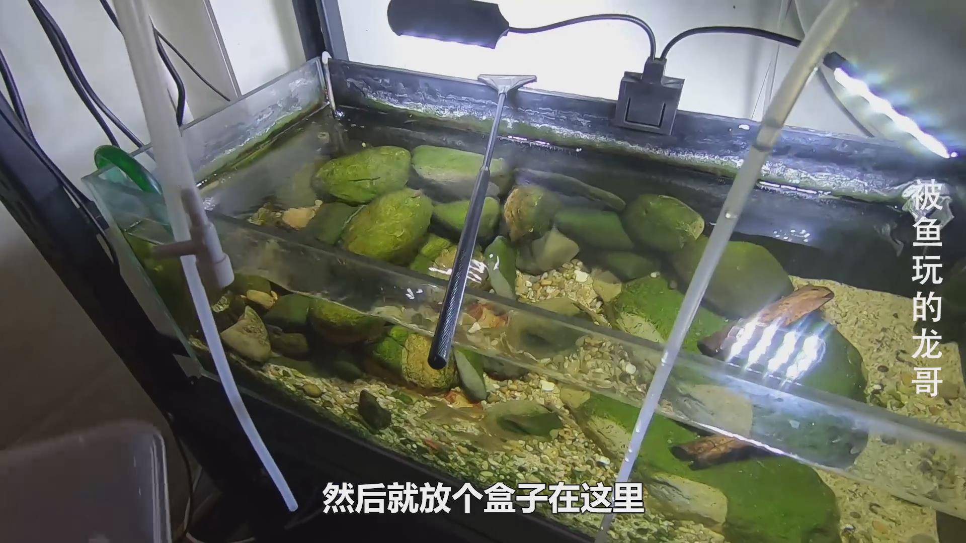 冰冻了一年多的丰年虾卵,这个神器孵化出无数小虾,小鱼抢着吃!